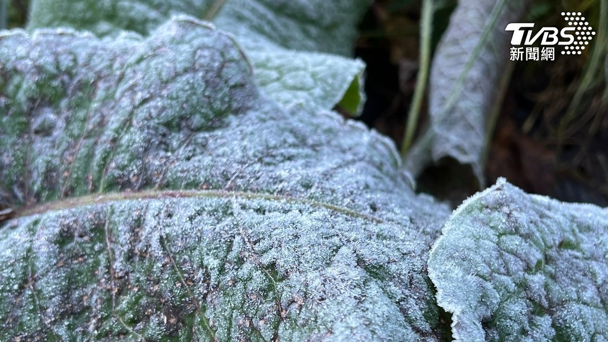 植物因輻射冷卻效應影響結霜。（圖／TVBS）