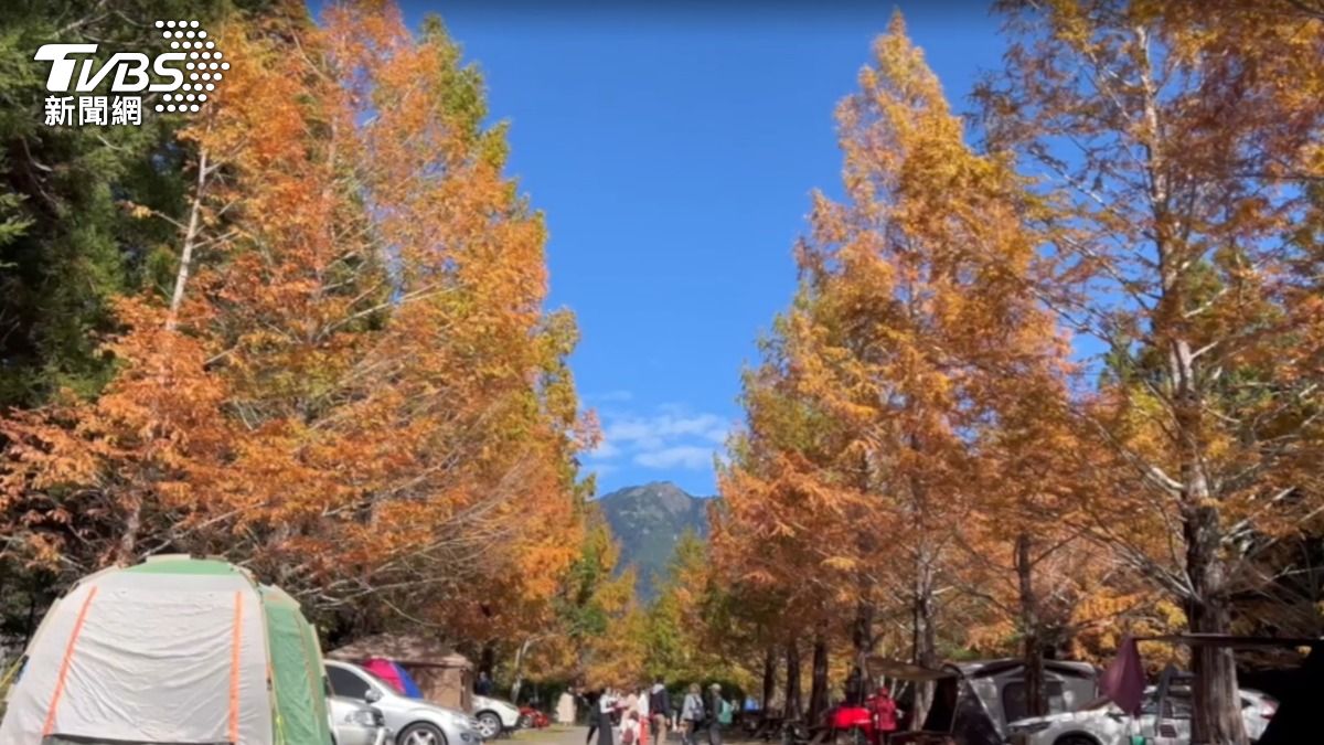 楓葉也開始轉紅。（圖／TVBS）