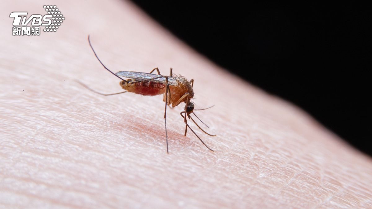 WHO示警全球!2024年瘧疾確診、死亡人數續增