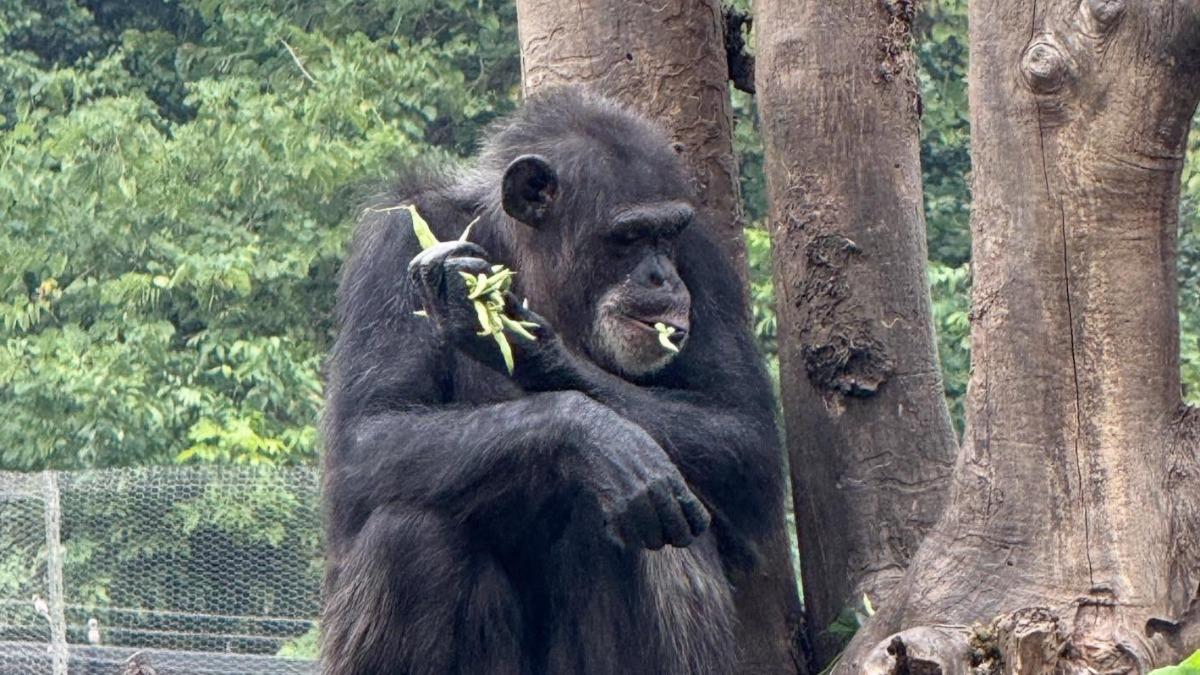 黑猩猩在園方安撫下，後續未做出攻擊舉動。（圖／翻攝自threads@05_25_lai_tommy）