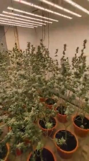 其中一名阮姓移工在彰化縣線西鄉種植大麻園。(圖/刑事局提供)