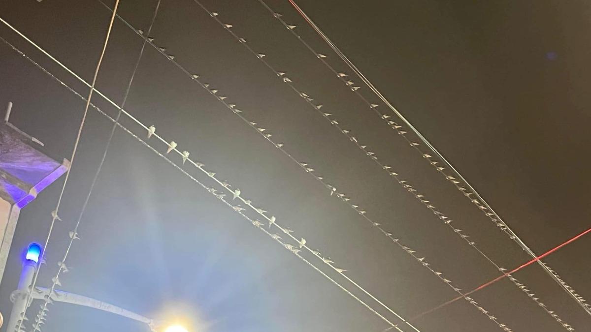 路口聚集大量鳥類。（圖／翻攝自高雄市議員 邱于軒臉書）