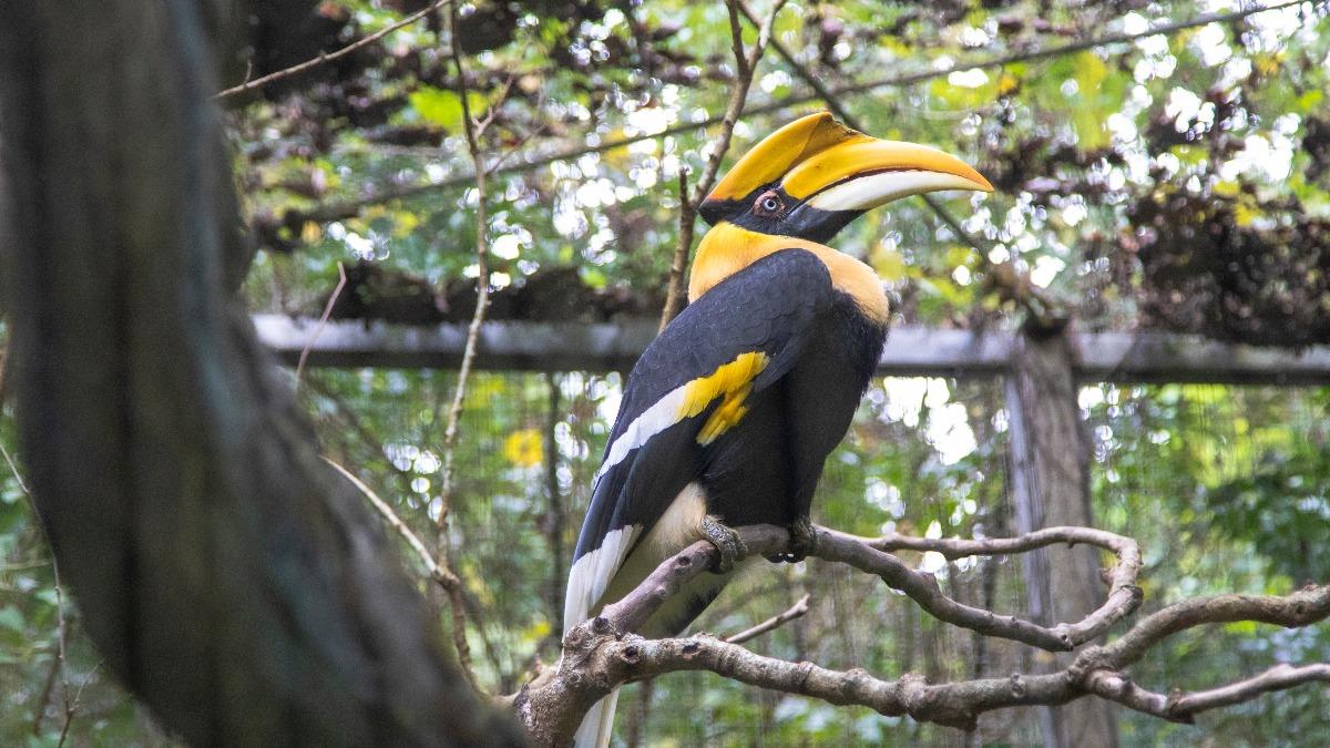 Taipei Zoo mourns loss of great hornbill White Eyes (Shutterstock) Taipei Zoo mourns loss of great hornbill White Eyes