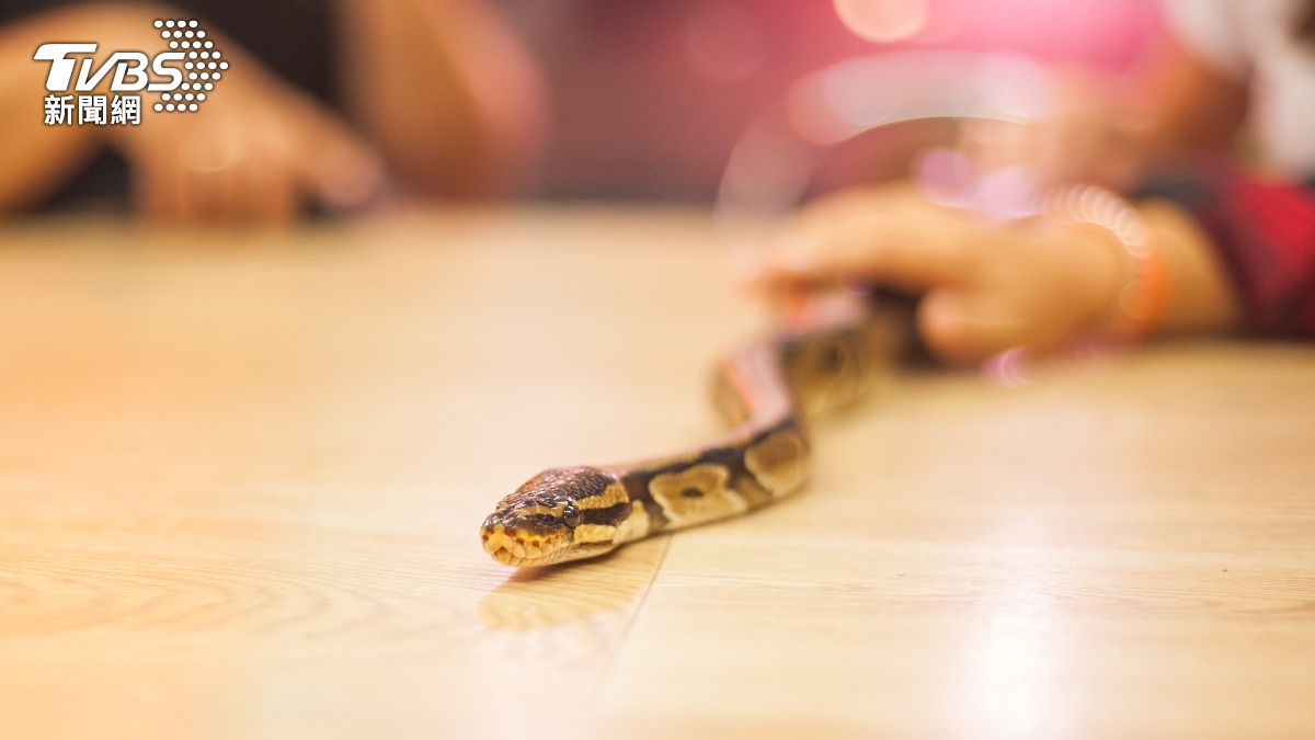 中國大陸4名女子嘗試偷渡球蟒入境遭逮。（示意圖／Shutterstock達志影像）
