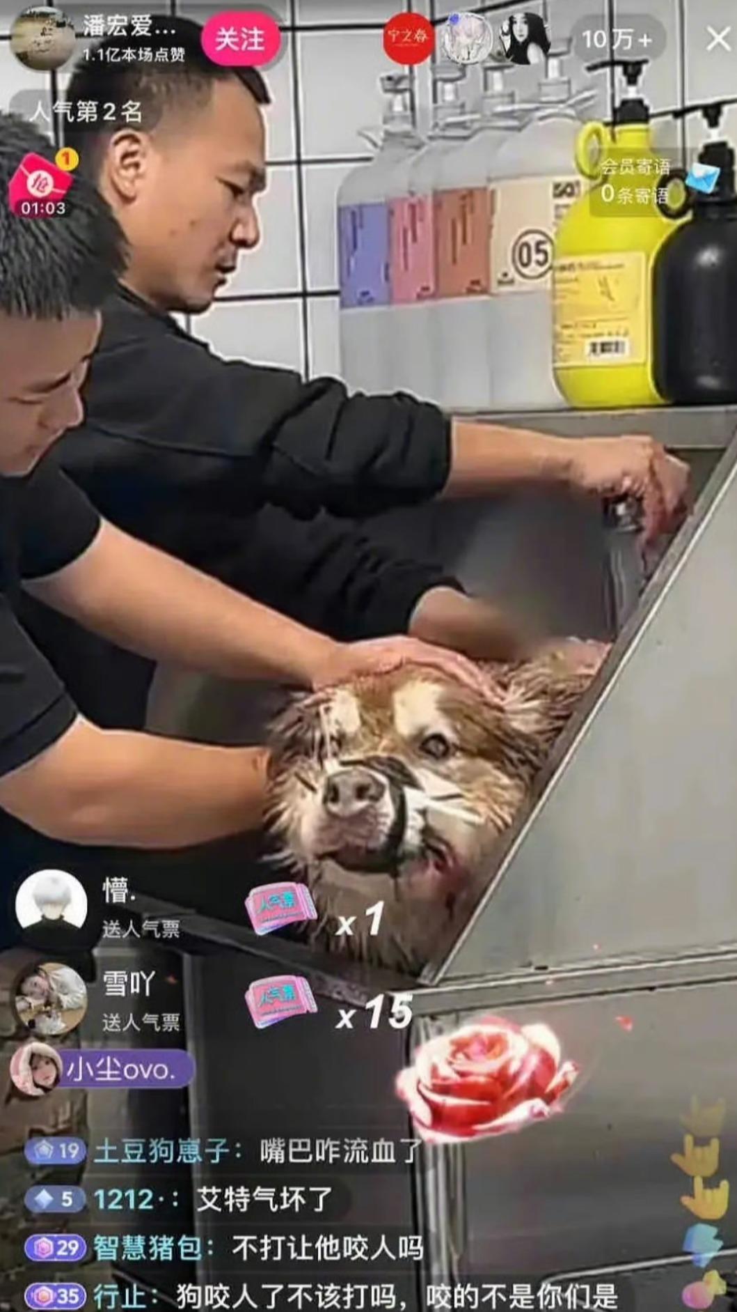 潘宏直播幫狗洗澡引發爭議。（圖／翻攝自微博）