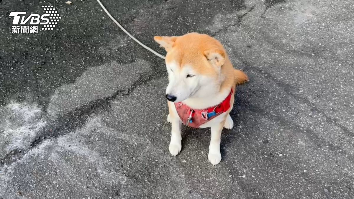 有片／基隆柴柴坐路邊險遭貨車輾頭　捲入車底駭人畫面曝