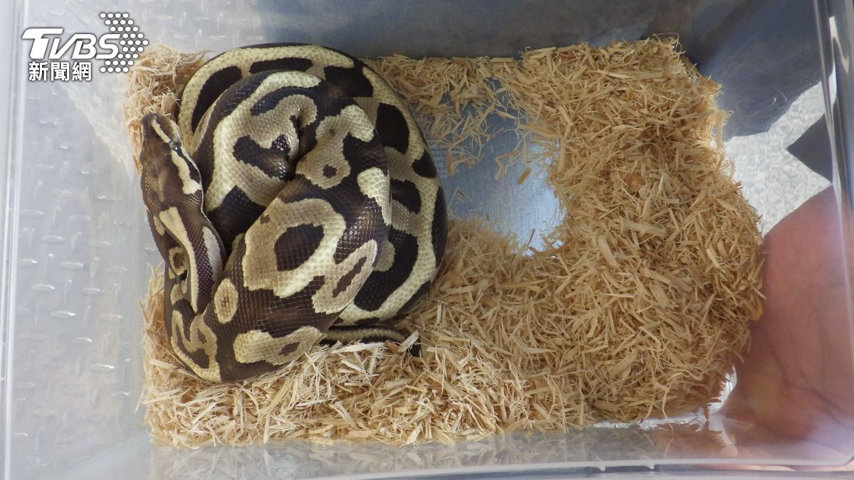 球蟒乖乖配合演練。（圖／TVBS）