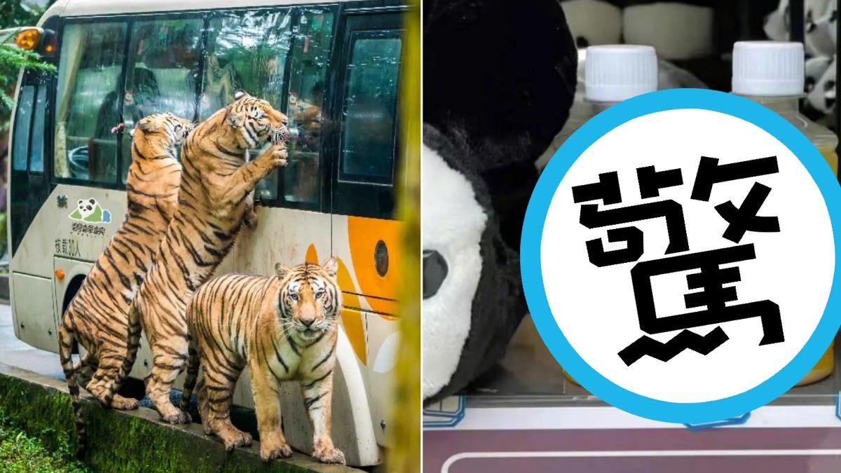 四川一處野生動物園園內販售老虎的小便，稱具有療效。圖非當事老虎。（合成圖／翻攝自碧峰峽風景區官網、微博）