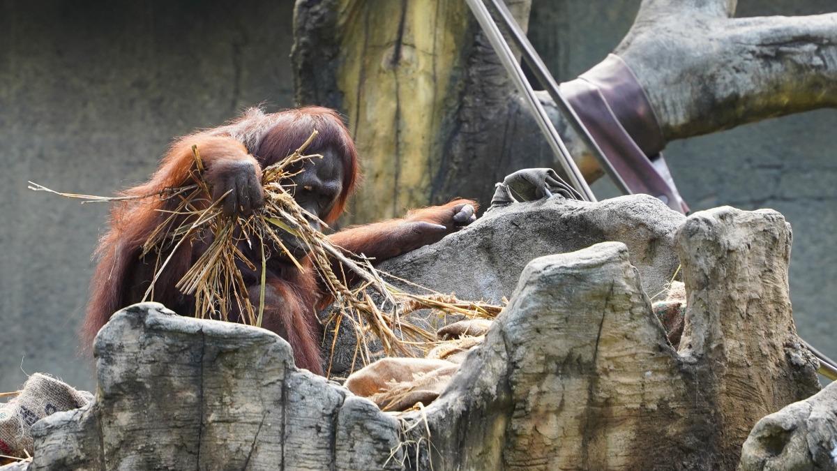 動物園為紅毛猩猩鋪上乾草，讓動物們可以舒服的坐臥。（圖／北市動物園提供）