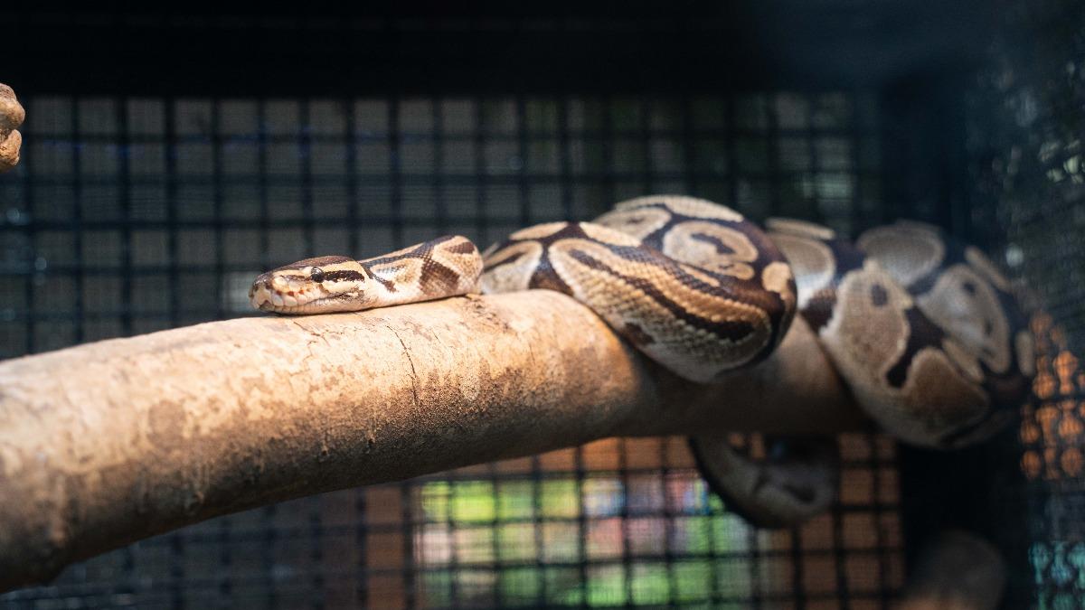 保溫箱維持溫度在30度左右。（圖／北市動物園提供）
