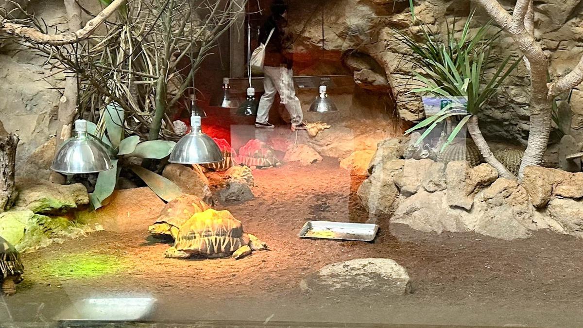 動物園為陸龜照保暖燈禦寒。（圖／北市動物園提供）