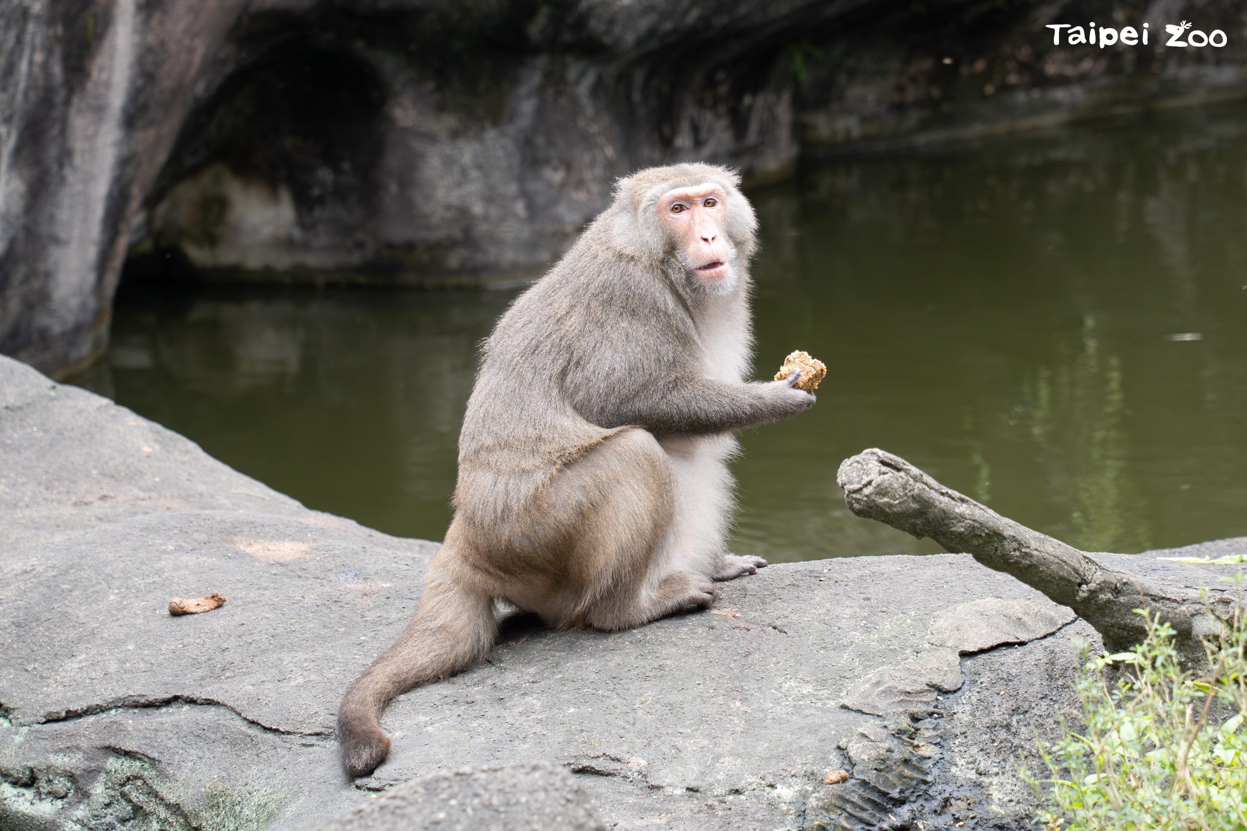 獼猴對青豆米糕很捧場。（圖／翻攝自台北市立動物園官網）