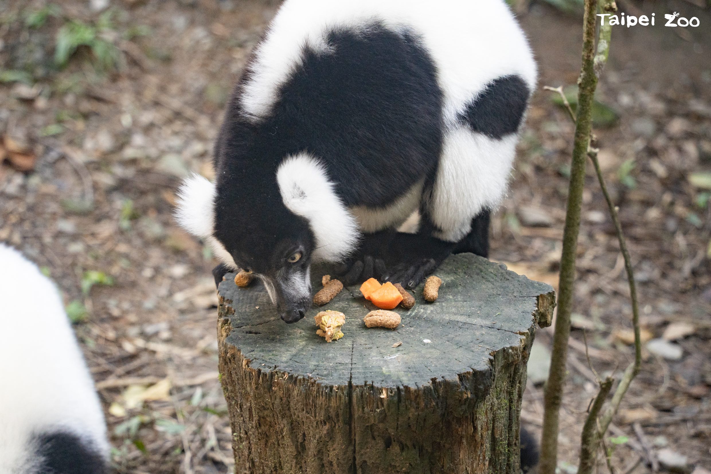 白頸狐猴將米糕一掃而空。（圖／翻攝自台北市立動物園官網）