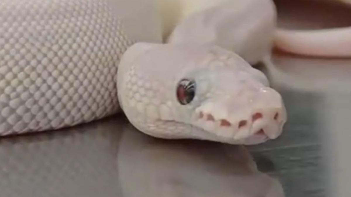 4名女子共攜帶８條蟒蛇入境。（圖／翻攝自微博《新京報》）