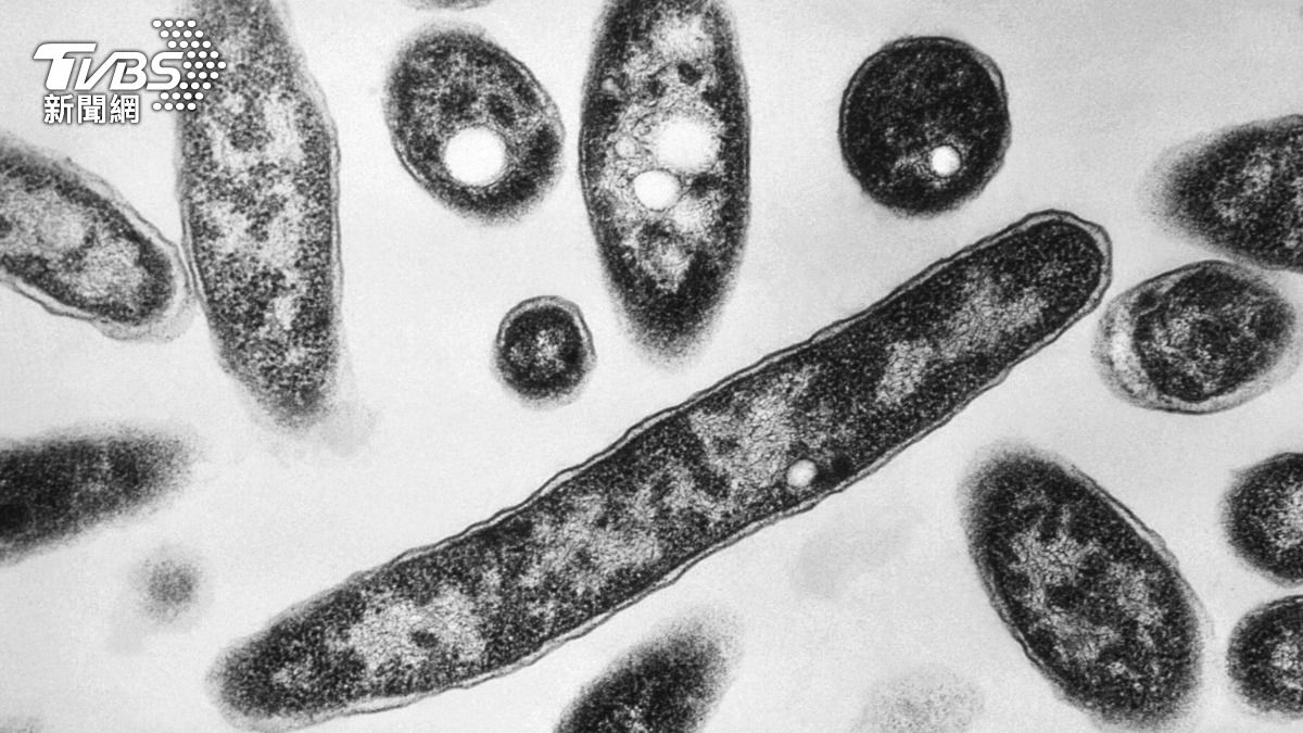 嗜肺性退伍軍人桿菌（Legionella pneumophila）。（圖／達志影像美聯社）