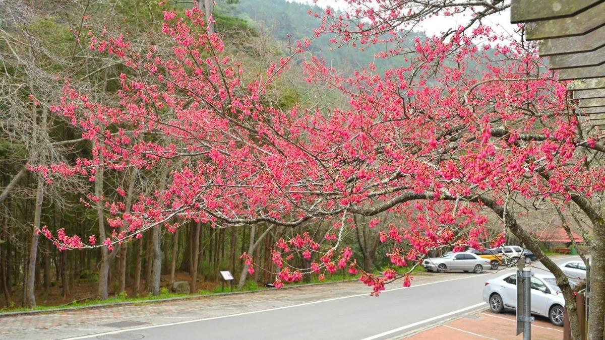 每逢櫻花季吸引許多民眾上山，目前由山櫻花打頭陣。（圖／中央社，民眾提供）