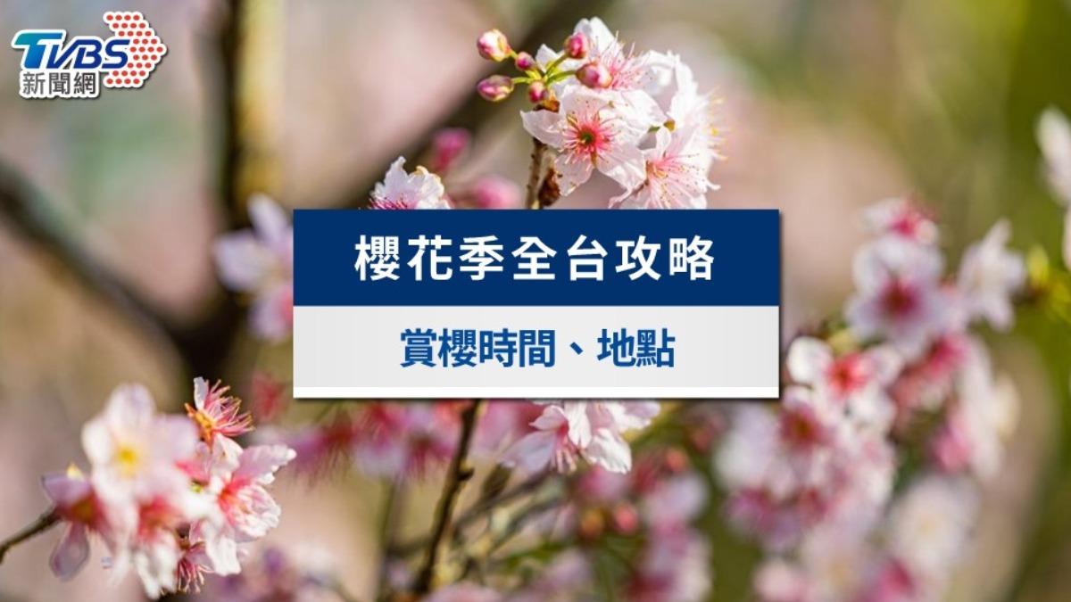 櫻花季-武陵櫻花季-阿里山櫻花季-櫻花季節-司馬庫斯櫻花季-高雄櫻花季-草坪頭櫻花季-九族文化村櫻花季-台灣櫻花季-陽明山櫻花季-2025櫻花季-櫻花幾月開-櫻花季幾月
