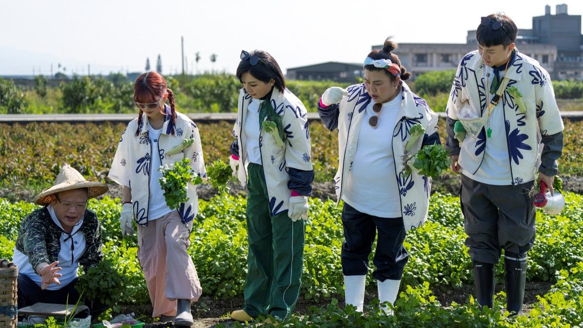 許富凱（右起）、林美秀、王彩樺、黃于庭踏入香菜田。（圖／三立提供）