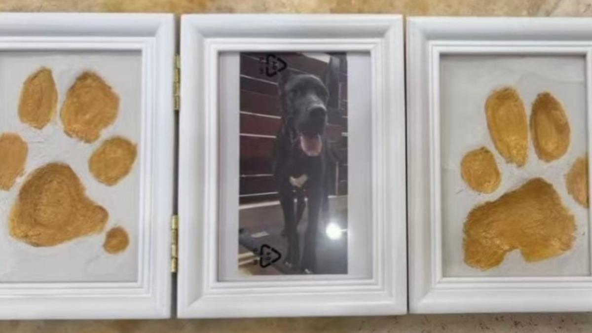 愛犬Max過世，柯震東連發過往照片。（圖／翻攝自柯震東IG）