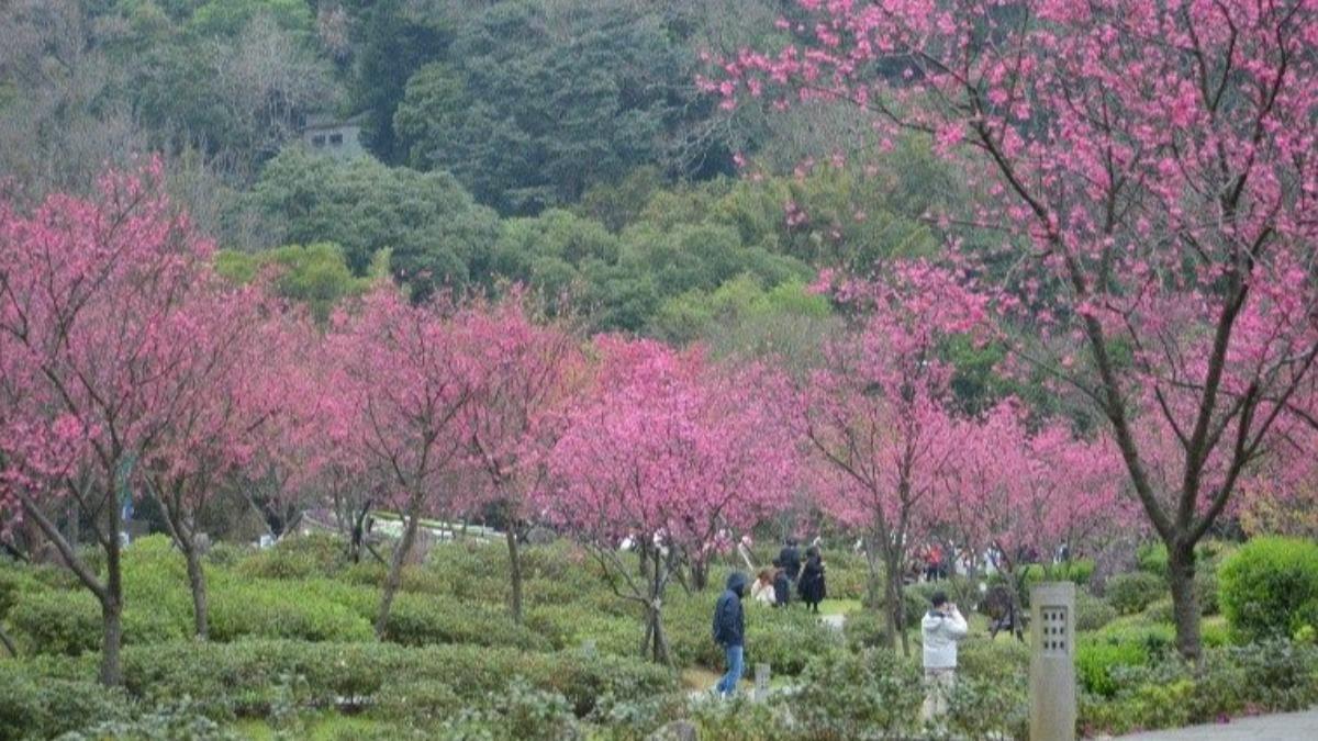 陽明花鐘旁櫻花溪流區山櫻花。（圖／台北市政府工務局公園處提供）