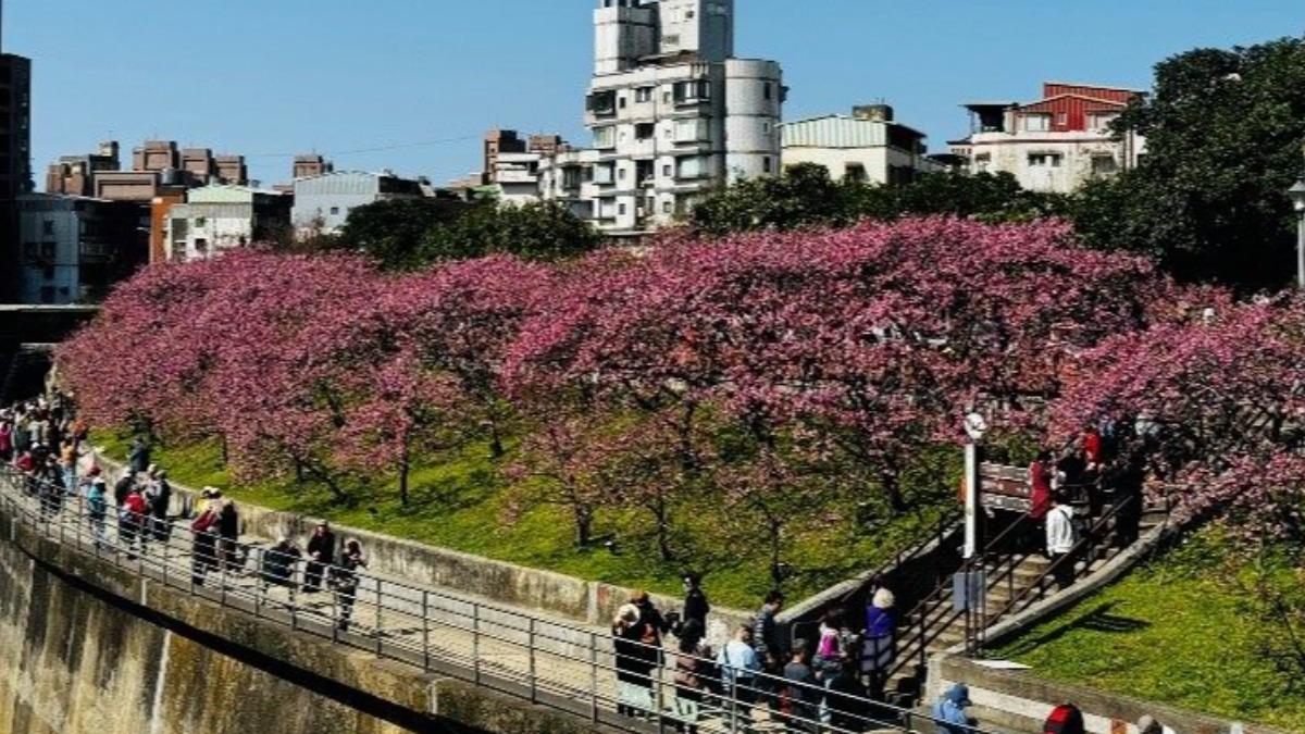 樂活公園內溝溪寒櫻。（圖／台北市政府工務局公園處提供）