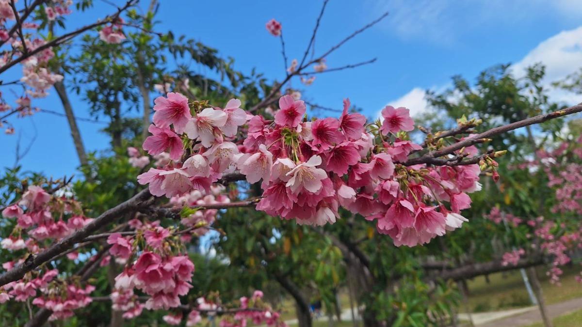 大安森林公園河津櫻。（圖／台北市政府工務局公園處提供）