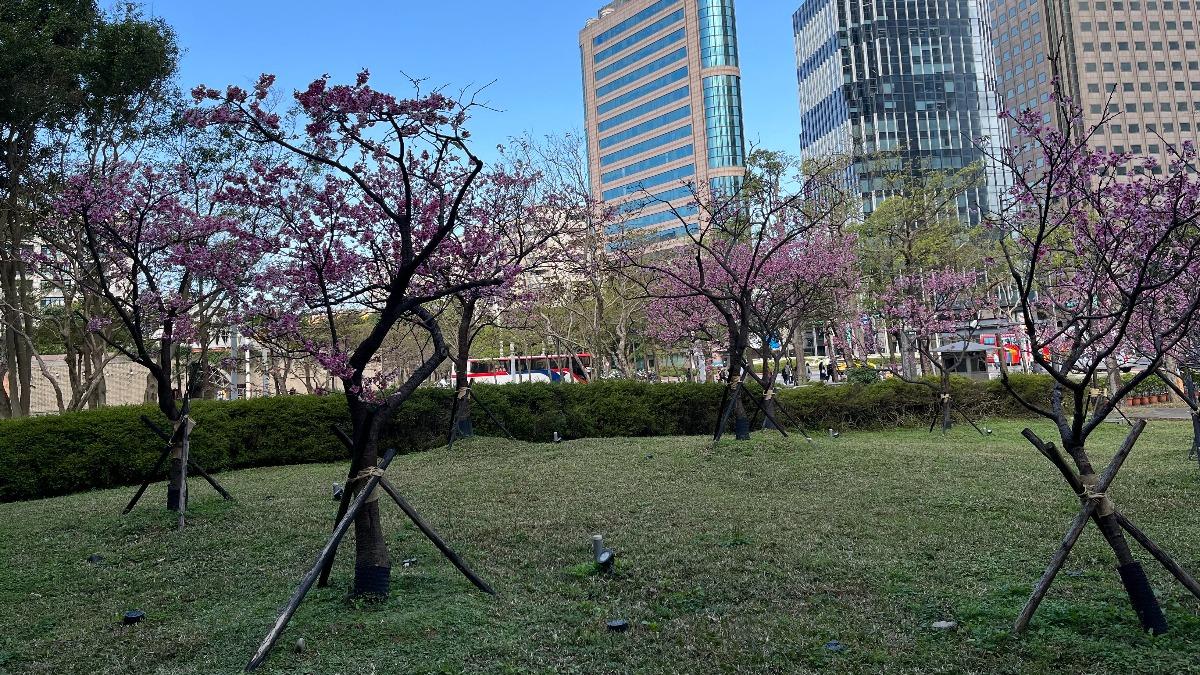 北市府北門側山櫻花。（圖／台北市政府工務局公園處提供）