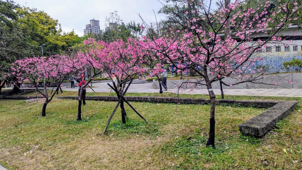 象山公園山櫻花。（圖／台北市政府工務局公園處提供）