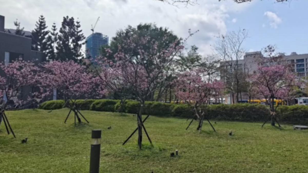 松智公園山櫻花。（圖／台北市政府工務局公園處提供）