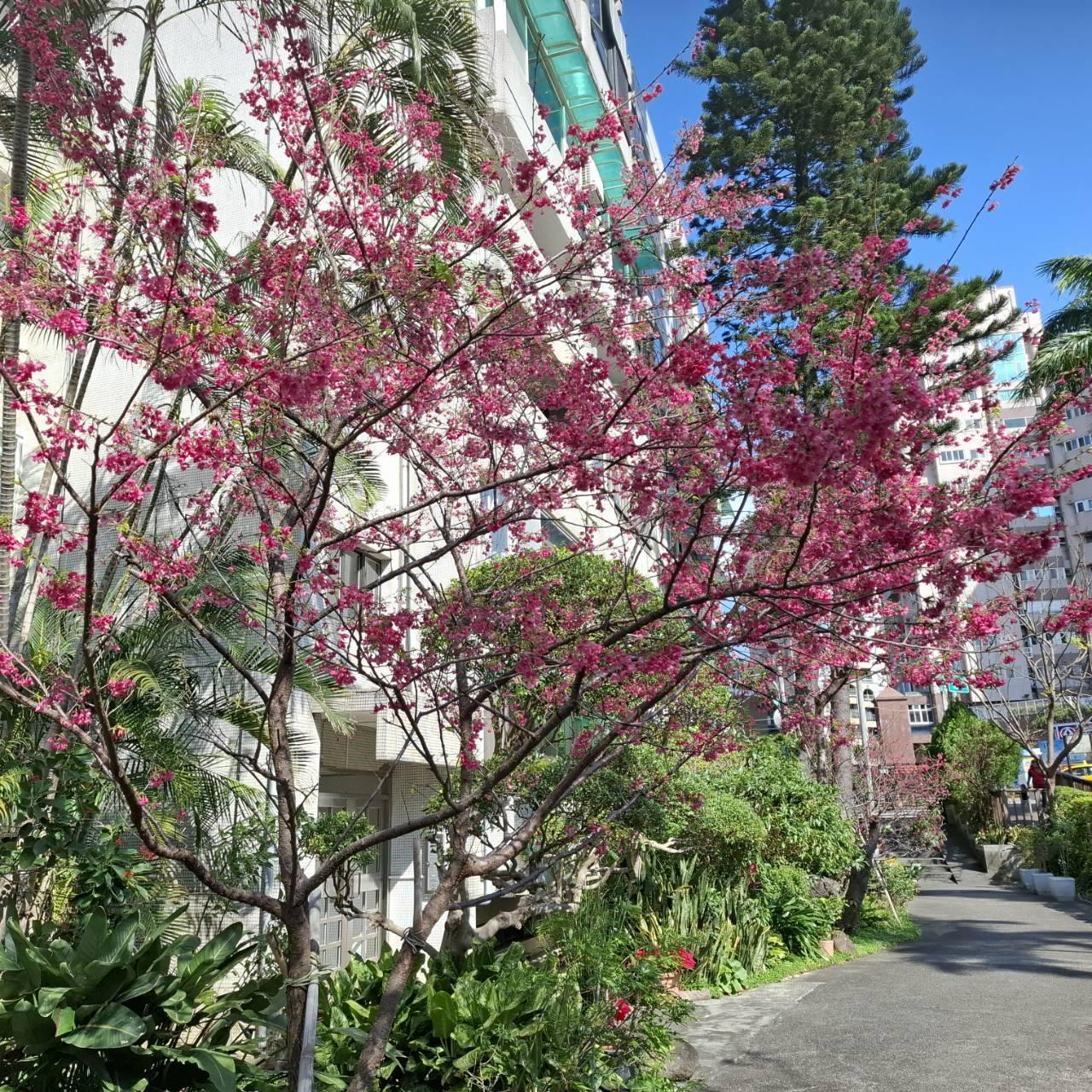 櫻花崗公園。（圖／台北市政府工務局公園處提供）