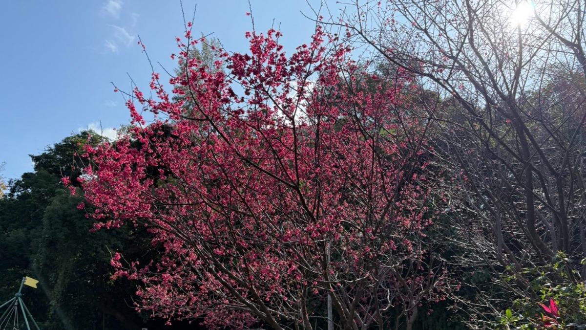 天母公園櫻花。（圖／台北市政府工務局公園處提供）