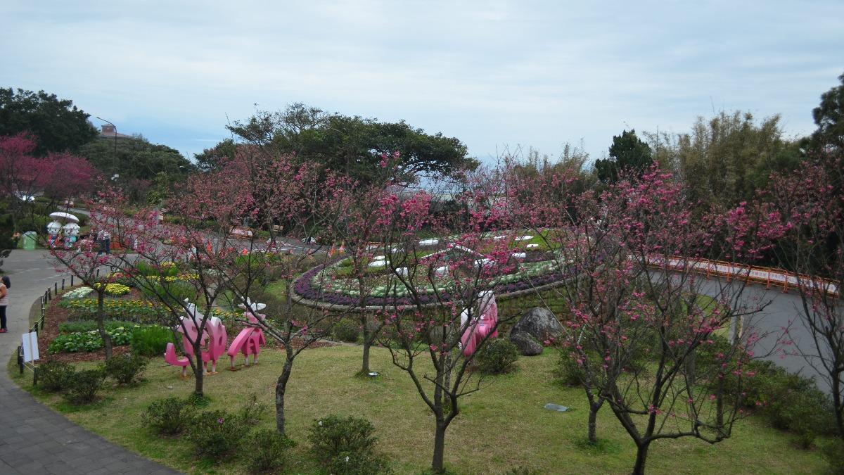 陽明公園花鐘廣場八重櫻。（圖／台北市政府工務局公園處提供）
