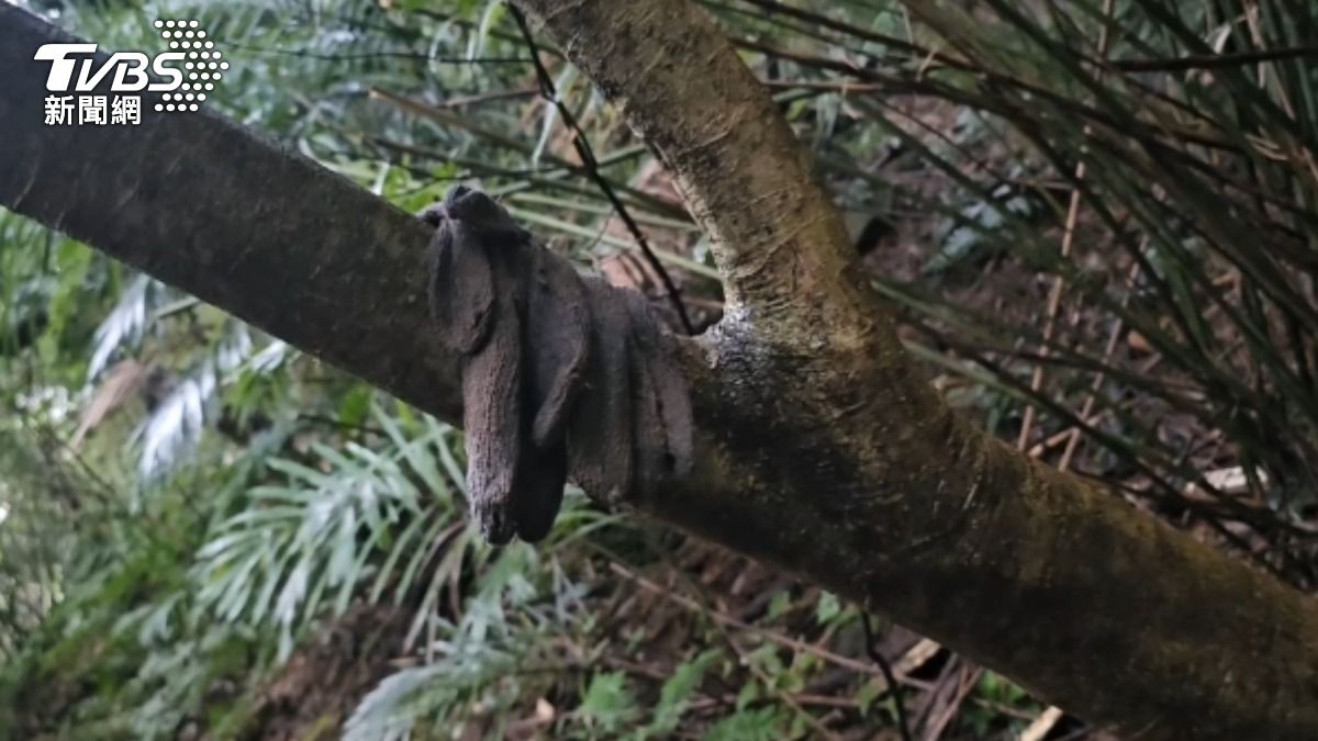 檢方在遺骸衣物的口袋中找到證件。（圖／TVBS）