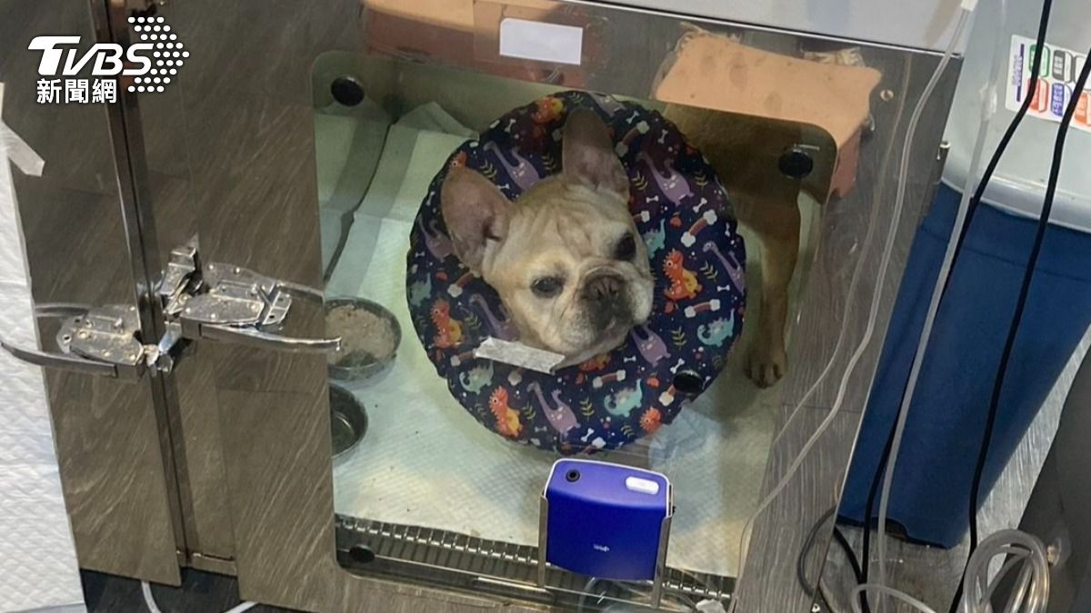 狗遭強灌農藥，所幸沒有生命危險。（圖／飼主提供）