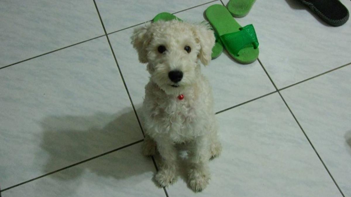 Owner offers NT$300K reward for lost dog (Courtesy of Facebook) Taiwanese dog owner offers NT$300K for dog missing 15 years