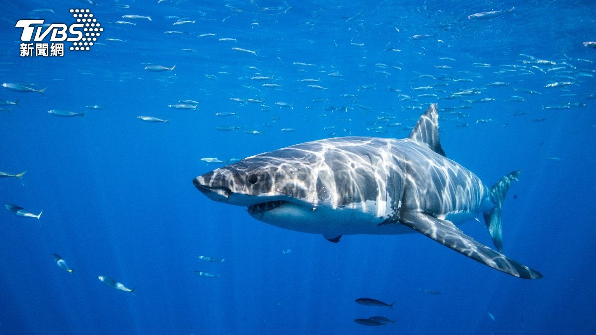 日本沖繩宮古島海域日前驚見5m巨鯊，嚇壞當地漁民及旅客。（示意圖，與本事件無關／shutterstock 達志影像）