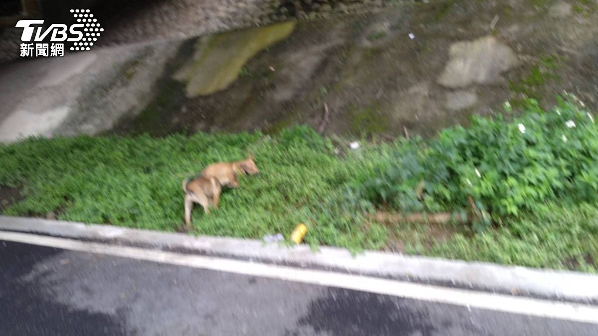 有民眾在三鶯大橋下發現2幼犬遭人棄置。（圖／新北市動保處）
