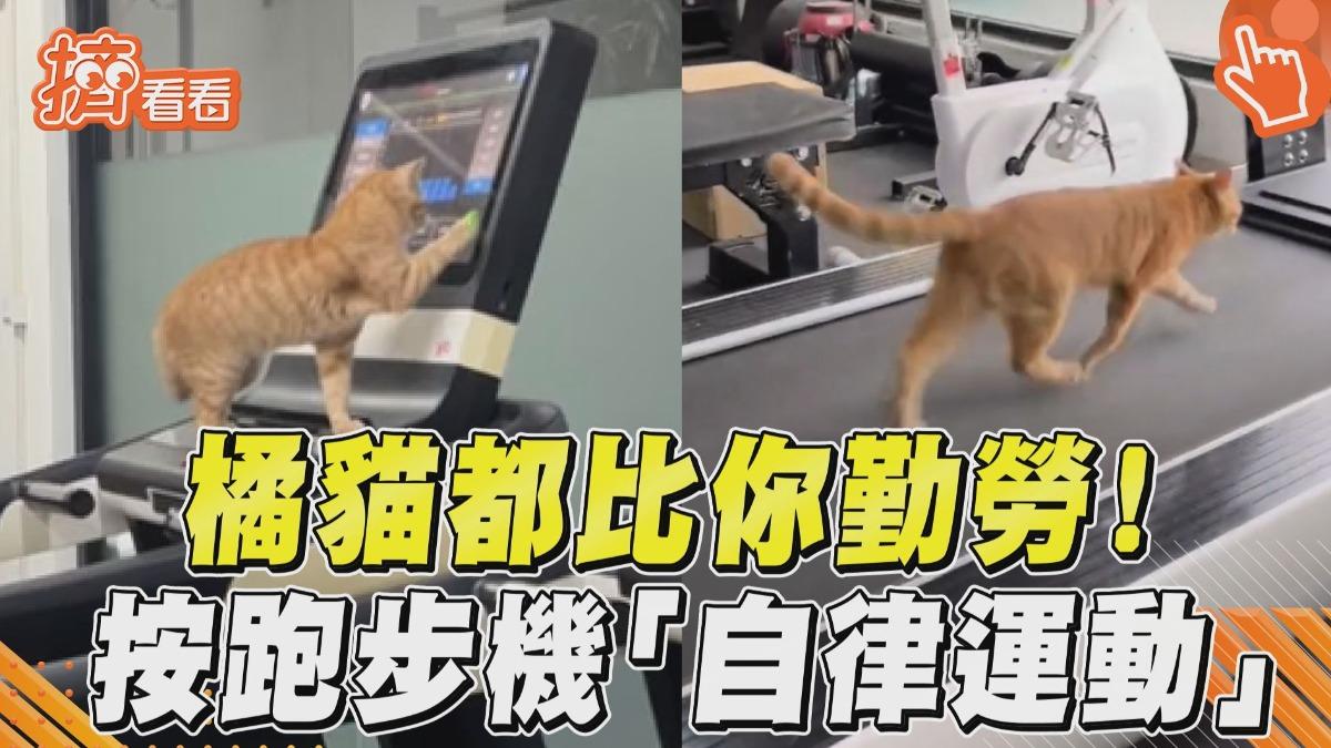 影音／貓都比你勤勞！橘喵神操作跑步機　「超自律運動」百萬網友全驚呆