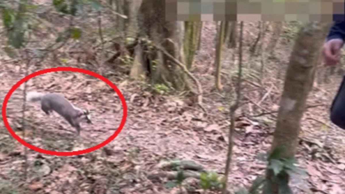 高雄鳴海山有登山客遭到鼬獾攻擊。（圖／翻攝自臉書「登山通報站」）