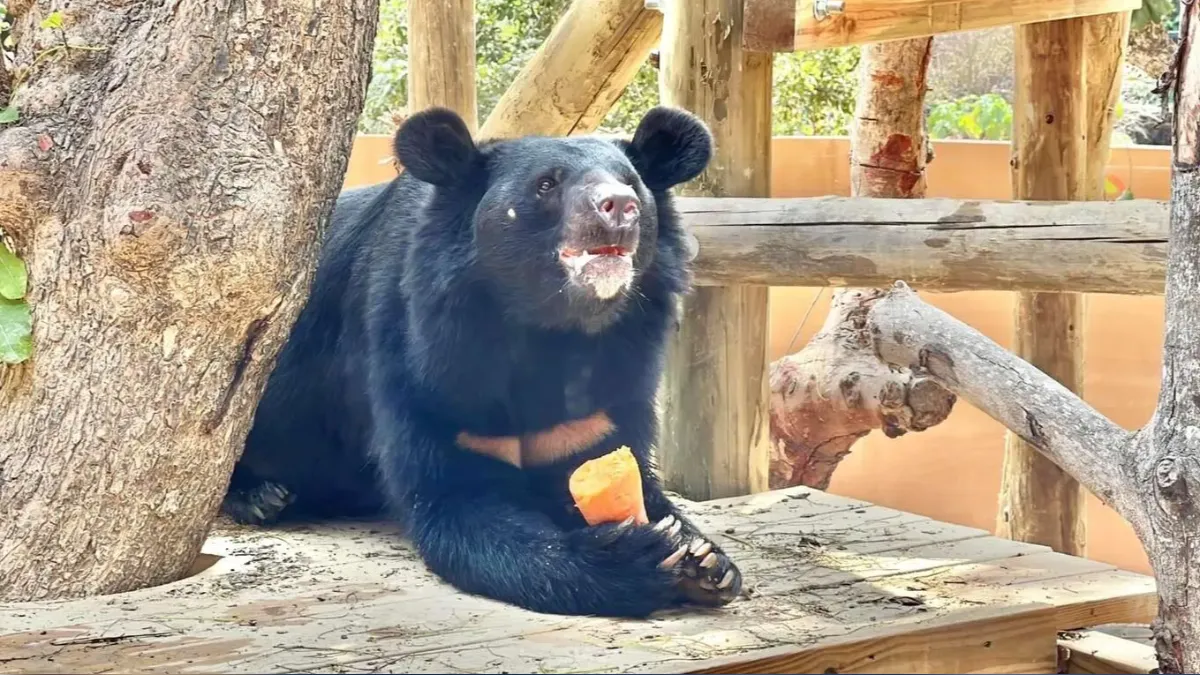 Shoushan Zoo celebrates black bears’ birthdays with music (Shoushan Zoo website) Shoushan Zoo celebrates black bears’ birthdays with music