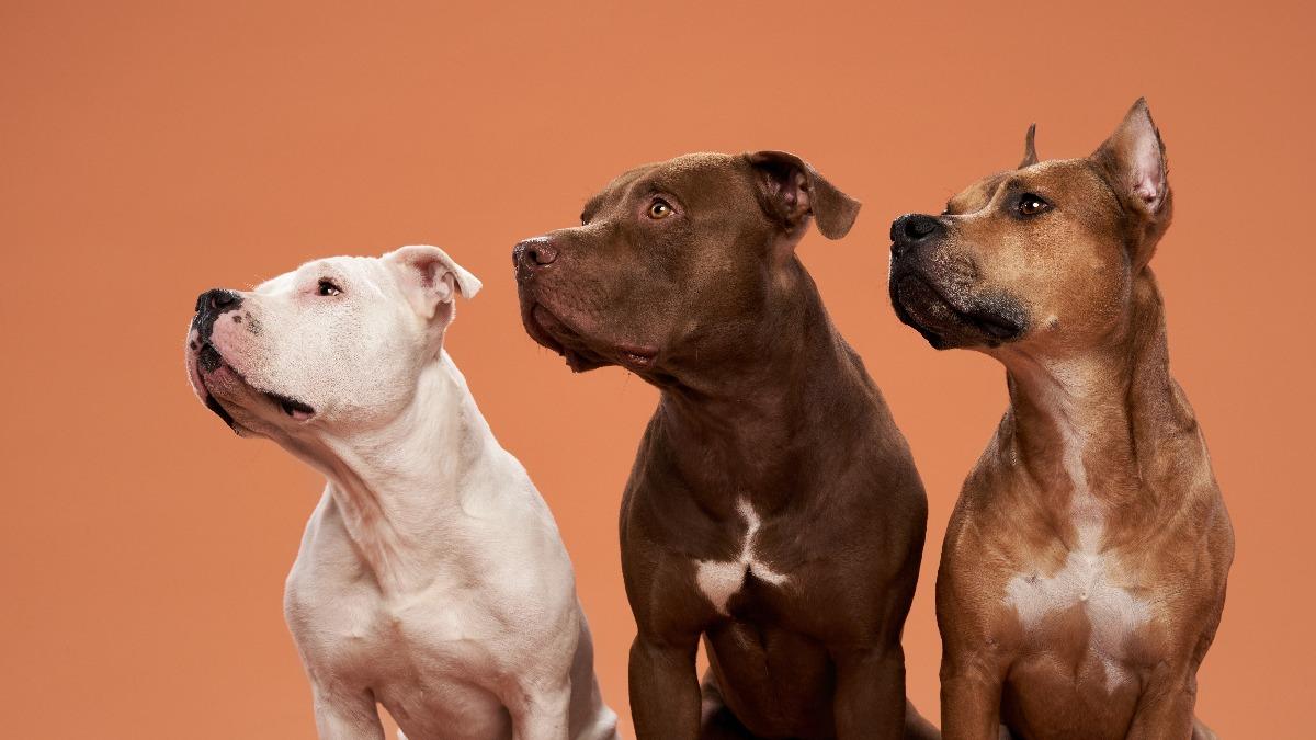 比特犬咬人怎麼辦？比特犬咬人原因、禁養國家及自保9招一次看│TVBS新聞網