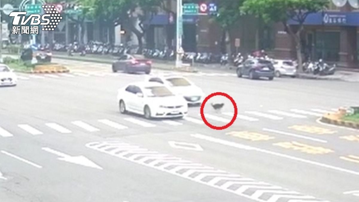 柴犬慘遭2車撞飛。（圖／TVBS）