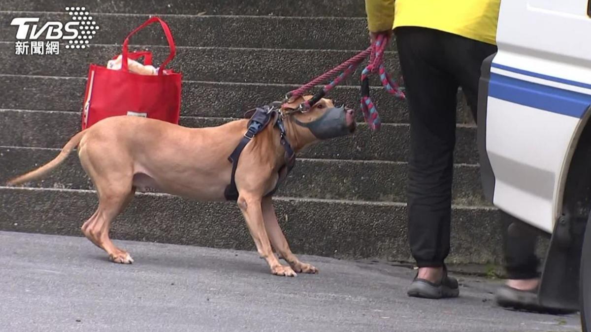 2度打開車窗跳車咬傷騎士的比特犬Lucky。（圖／TVBS）