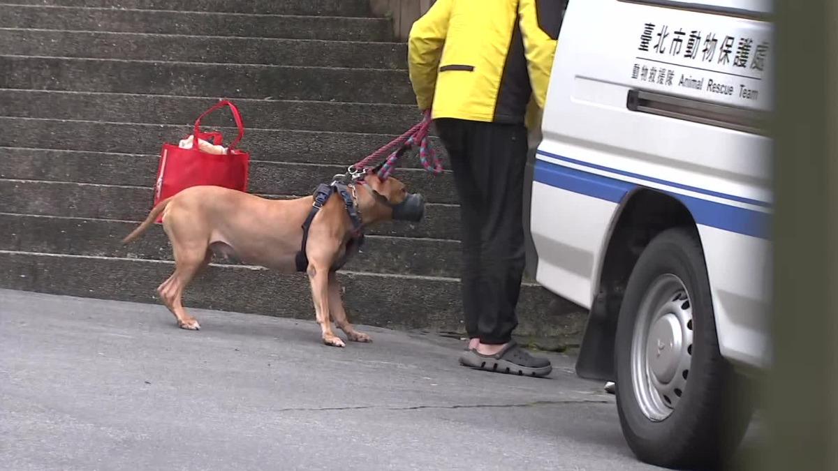 比特犬Lucky。（圖／TVBS）