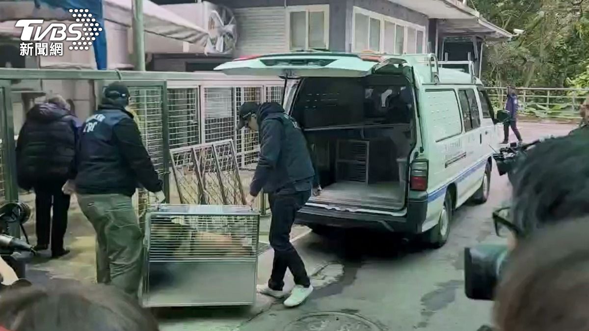 比特犬Lucky。（圖／TVBS）