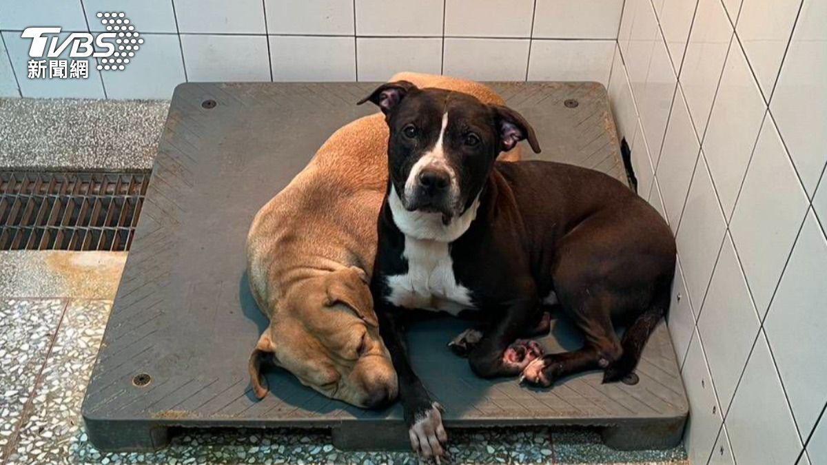 高雄市壽山及燕巢目前有收容11隻比特犬，2隻獒犬。（圖／TVBS）