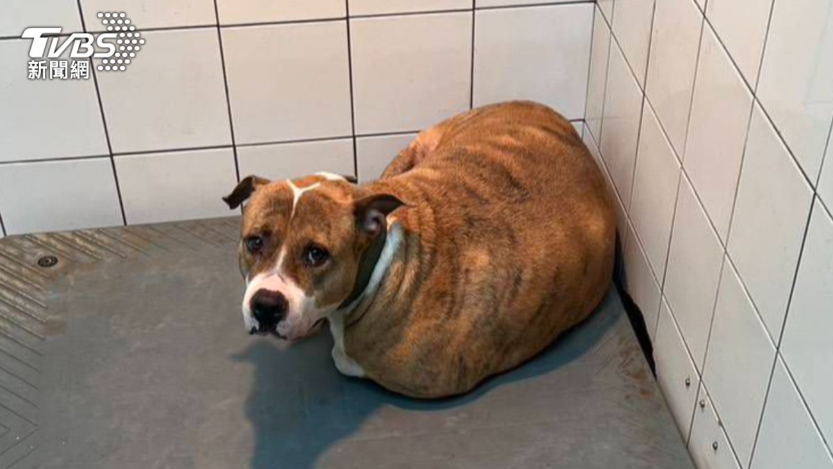 比特犬在收容所中等待收養。（圖／TVBS）