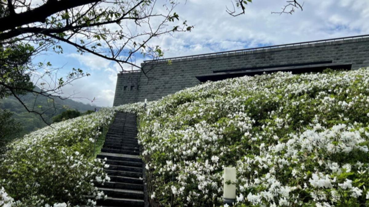 Wanjin Azalea Festival blooms in March (Courtesy of the Dharma Drum Mountain Center) Wanjin Azalea Festival blooms through March’s end