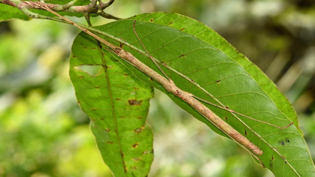 台北市立動物園分享竹節蟲。（圖／翻攝自臉書「Taipei Zoo 臺北市立動物園」）