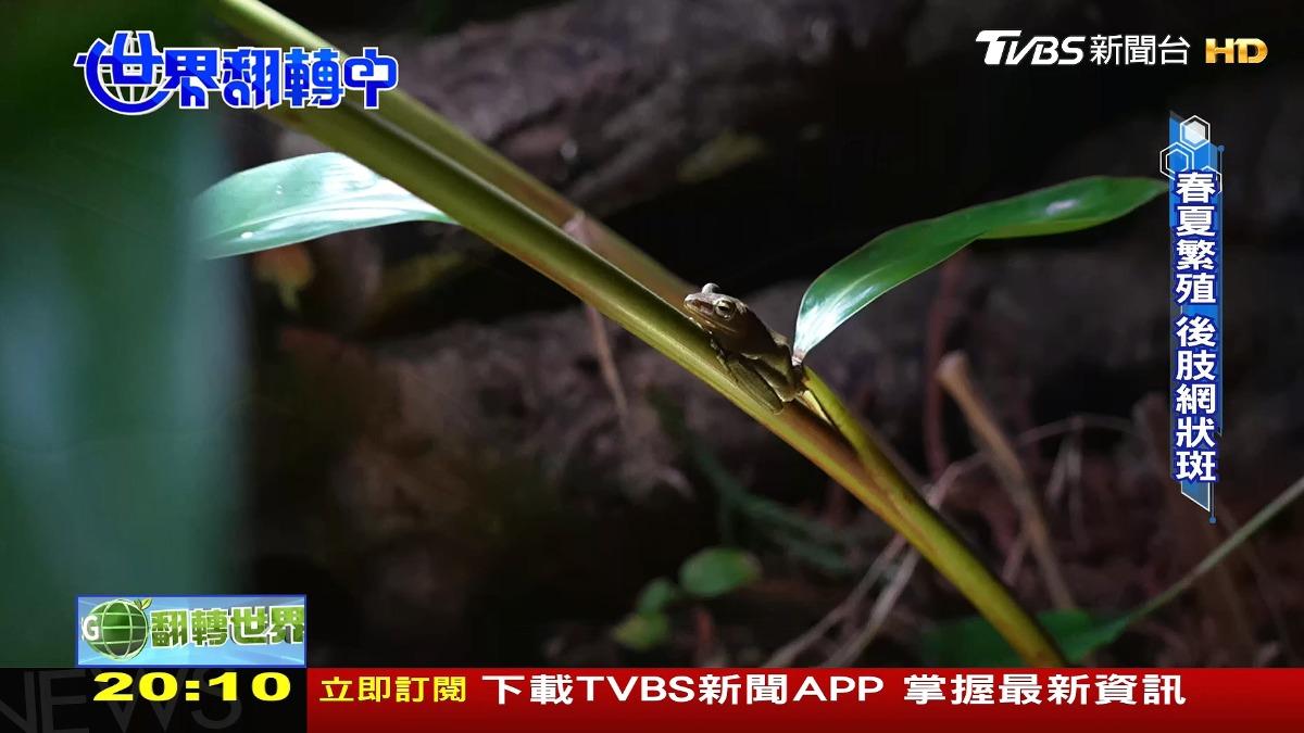 圖／TVBS